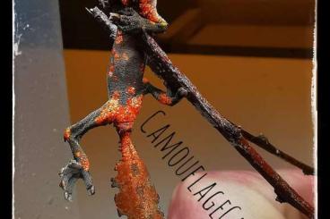 Geckos kaufen und verkaufen Photo: 1.0 Uroplatus Phantasticus Cb24 Geckos kaufen und verkaufen Photo: 1.0 Uroplatus Phantasticus Cb24