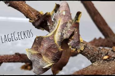 Geckos kaufen und verkaufen Photo: 1.1 Uroplatus Phantasticus Cb24 Geckos kaufen und verkaufen Photo: 1.1 Uroplatus Phantasticus Cb24