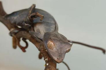 Geckos kaufen und verkaufen Photo: 0.1 Uroplatus Phantasticus Nz22 Geckos kaufen und verkaufen Photo: 0.1 Uroplatus Phantasticus Nz22