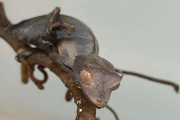Geckos kaufen und verkaufen Photo: 0.1 Uroplatus Phantasticus Nz22 Geckos kaufen und verkaufen Photo: 0.1 Uroplatus Phantasticus Nz22