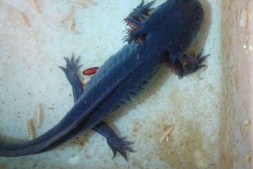 Salamander kaufen und verkaufen Foto: Axolotl einjährige div. Morphen