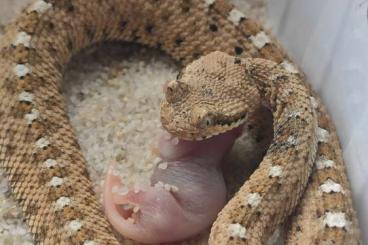 Schlangen kaufen und verkaufen Foto: Crotalus cerastes cercebomus 