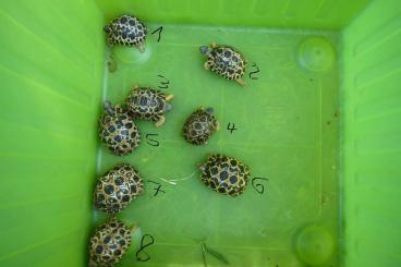 Schildkröten  kaufen und verkaufen Foto: Astrochelys radiata Strahlenschildkröten „high yellow“ und „brownie“