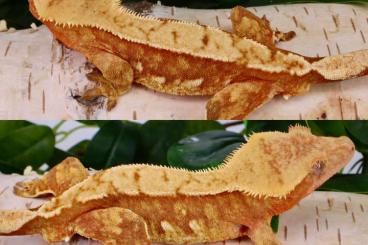 Geckos kaufen und verkaufen Foto: Kronengeckos correlophus ciliatus