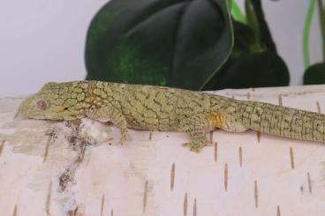 Geckos kaufen und verkaufen Foto: Eurydactylodes occidentalis