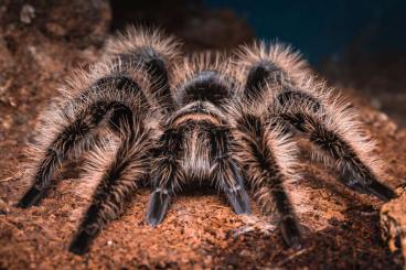 Vogelspinnen kaufen und verkaufen Foto: B. Albopilosum "Nicaragua"