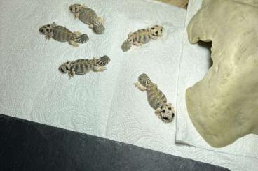 Agamen kaufen und verkaufen Photo: 0.0.8 NZ 06.2025 Uromastyx Thomasi Dornschwanzagamen Agamen kaufen und verkaufen Photo: 0.0.8 NZ 06.2025 Uromastyx Thomasi Dornschwanzagamen