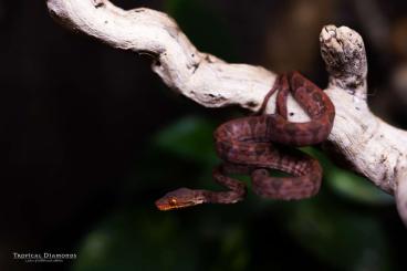 Boas kaufen und verkaufen Photo: Corallus Hortulanus 0.0.4