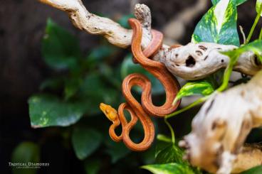 Boas kaufen und verkaufen Photo: Corallus Hortulanus CB2021 Holdback