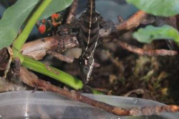 Lizards kaufen und verkaufen Photo: Anolis vermiculatus - Cuban stream Anoles