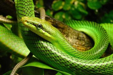 Colubrids kaufen und verkaufen Photo: Gonyosoma oxycephalum        