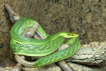 Colubrids kaufen und verkaufen Photo: Gonyosoma Oxycephalum Colubrids kaufen und verkaufen Photo: Gonyosoma Oxycephalum