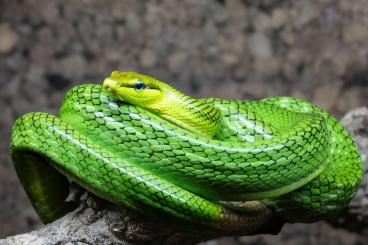 Nattern ungiftige  kaufen und verkaufen Foto: Gonyosoma oxycephalum proven breeder