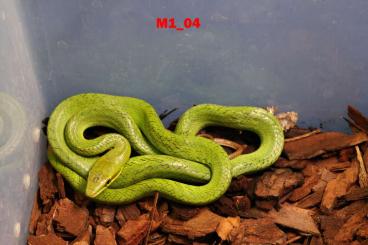 Nattern ungiftige kaufen und verkaufen Foto: Gonyosoma Oxycephalum NZ/CB 2025 Nattern ungiftige kaufen und verkaufen Foto: Gonyosoma Oxycephalum NZ/CB 2025
