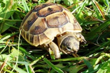 Landschildkröten kaufen und verkaufen Foto: Maurische Landschildkröten, Testudo graeca ibera, eigene Nachzucht.