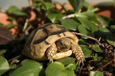 Tortoises kaufen und verkaufen Photo: Breitrandschildkröten, eigene Nachzucht 2022.