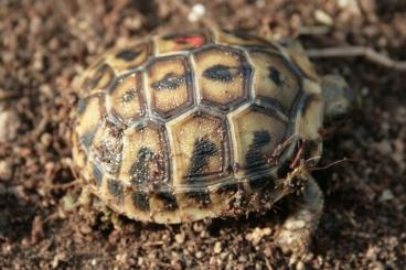 Schildkröten  kaufen und verkaufen Foto: Europäische Landschildkröten, eigene Nachzucht.