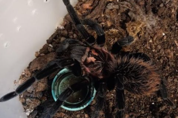 Spinnen und Skorpione kaufen und verkaufen Foto: Diverse Vogelspinnen abzugeben