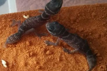 Geckos kaufen und verkaufen Foto: Nephrurus levis levis & Nephrurus cinctus