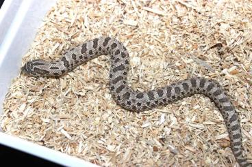 Schlangen kaufen und verkaufen Foto: 4.0 Heterodon N. Nasicus / hognose snakes