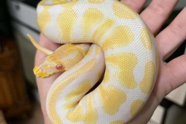 Königspythons kaufen und verkaufen Foto: Königspython Albino, Python 