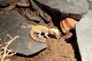 Echsen  kaufen und verkaufen Foto: SUCHE 1.0 Stenodactylus sthenodactylus 