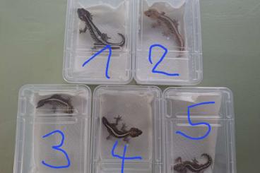 Geckos kaufen und verkaufen Photo: Verschiedene Geckos zur Abgabe Geckos kaufen und verkaufen Photo: Verschiedene Geckos zur Abgabe