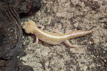 Geckos kaufen und verkaufen Photo: Verschiedene Geckos zur Abgabe