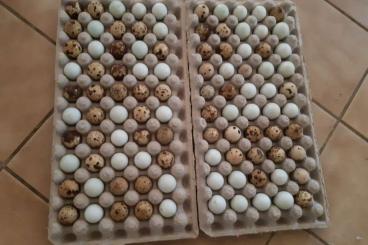 Futtertiere kaufen und verkaufen Foto: Verkaufe Wachtel Eier Bruteier