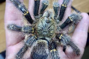 Vogelspinnen kaufen und verkaufen Foto: spiders for sale, shipping EU, - Prag- Živa exotika 14.6,2025 Vogelspinnen kaufen und verkaufen Foto: spiders for sale, shipping EU, - Prag- Živa exotika 14.6,2025