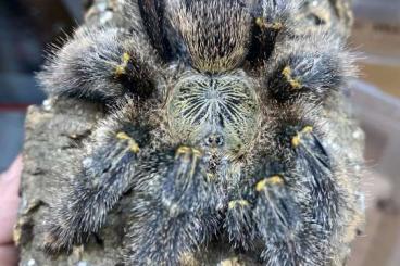 - bird spiders kaufen und verkaufen Photo: spiders for sale, shipping EU, - Prag- - bird spiders kaufen und verkaufen Photo: spiders for sale, shipping EU, - Prag-
