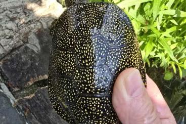 Sumpfschildkröten kaufen und verkaufen Foto: Suche Emys Orbicularis hellenica Pag Sumpfschildkröten kaufen und verkaufen Foto: Suche Emys Orbicularis hellenica Pag