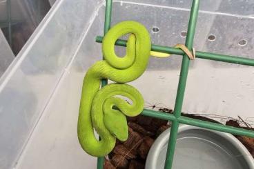 Giftschlangen kaufen und verkaufen Foto: Trimeresurus insularis blau und grün