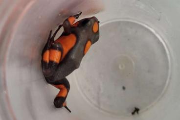 Poison dart frogs kaufen und verkaufen Photo: Biete 0.0.2 O.histrionica Quibdo Poison dart frogs kaufen und verkaufen Photo: Biete 0.0.2 O.histrionica Quibdo