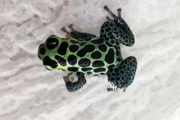 Pfeilgiftfrösche kaufen und verkaufen Foto: R.imitator nominat Zuchtgruppe