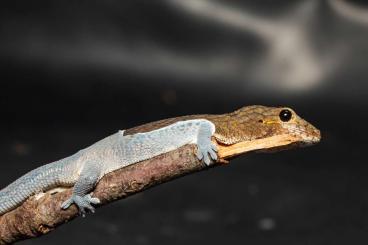 Geckos kaufen und verkaufen Foto: Geckos available hamm 9/3