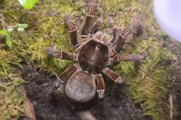 - bird spiders kaufen und verkaufen Photo: Theraphosa stirmi Männchen adult