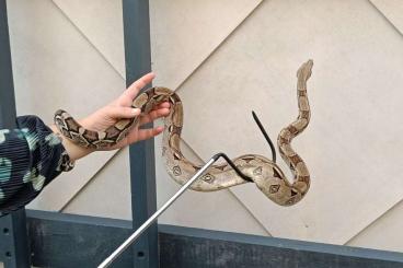 Boas kaufen und verkaufen Photo: Boa Constrictor Imperator 