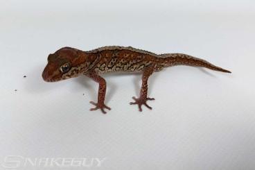 Geckos kaufen und verkaufen Foto: Eublepharis hardwickii, Paroedura picta