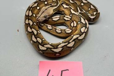 Pythons kaufen und verkaufen Foto: Netzpythons / Reticulated Pythons / Malayopython reticulatus
