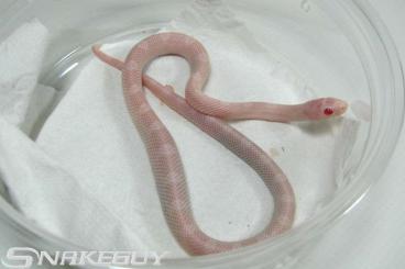 Nattern ungiftige kaufen und verkaufen Foto: verschiedene Kornnattern NZ 2021 und adulte Tiere Nattern ungiftige kaufen und verkaufen Foto: verschiedene Kornnattern NZ 2021 und adulte Tiere