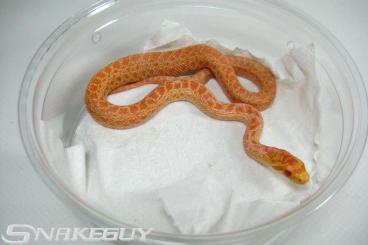 Colubrids kaufen und verkaufen Photo: diverse Schlangen - Hausschlangen - Steppennattern u.a.
