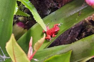 Poison dart frogs kaufen und verkaufen Photo: Nachzuchten Oophaga pumilio RFB Red Frog Beach 
