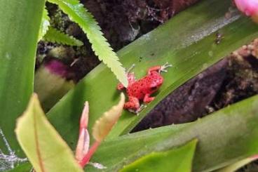 Pfeilgiftfrösche kaufen und verkaufen Foto: Nachzuchten Oophaga pumilio RFB Red Frog Beach 