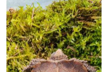 Schildkröten  kaufen und verkaufen Foto: Geoemyda spengleri adult male