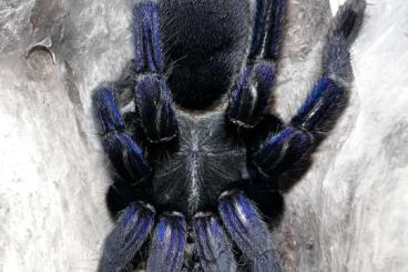 - bird spiders kaufen und verkaufen Photo: Haplopelma sp. Cambodian Midnight Blue - bird spiders kaufen und verkaufen Photo: Haplopelma sp. Cambodian Midnight Blue