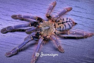 - bird spiders kaufen und verkaufen Photo: Phormingochilus sp. Sabah Blue NZ - bird spiders kaufen und verkaufen Photo: Phormingochilus sp. Sabah Blue NZ
