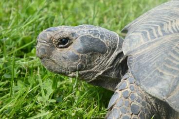 Landschildkröten kaufen und verkaufen Foto: Breitrandschildkröte (Testudo marginata), Zuchtpaar