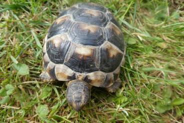Landschildkröten kaufen und verkaufen Foto: Breitrandschildkröte (Testudo marginata), Nachzucht 2021