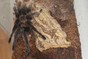 Vogelspinnen kaufen und verkaufen Foto: 1.0 Tliltocatl (ex Brachypelma) albopilosum 20€